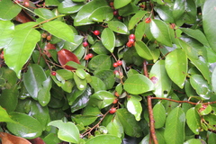 Bridelia leichhardtii