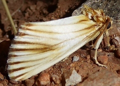 Eulithosia discistriga