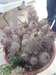 Mammillaria mazatlanensis