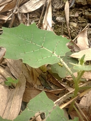 Solanum lasiocarpum