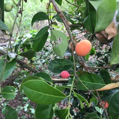 Salacia chinensis