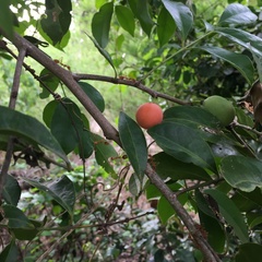 Salacia chinensis