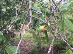 Salacia chinensis
