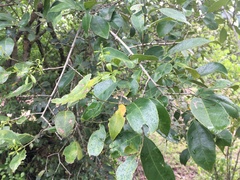Salacia chinensis