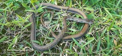 Coelognathus helena
