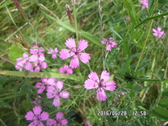 Microbotryum dianthorum