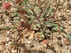 Eriogonum reniforme