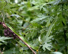 Green Bush Rat Snake photo 4