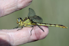 Arigomphus lentulus