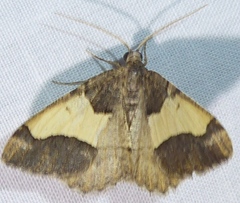 Frederickia hypaethrata