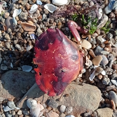 Danielethus crenulatus