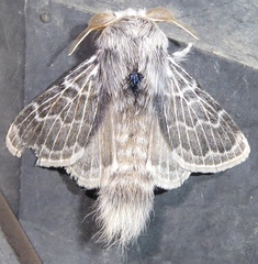Apotolype brevicrista