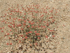 Eriogonum reniforme