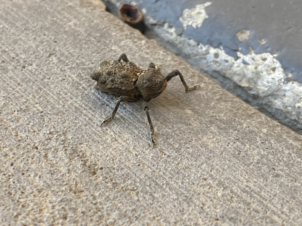 Poropterus simsoni