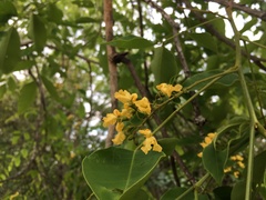 Pterocarpus macrocarpus