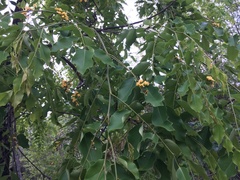 Pterocarpus macrocarpus