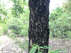 Pterocarpus macrocarpus