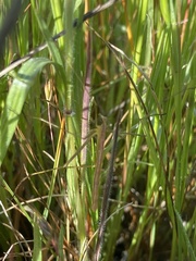 Apterobittacus apterus