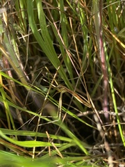 Apterobittacus apterus