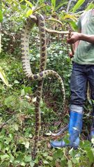 Protobothrops kaulbacki