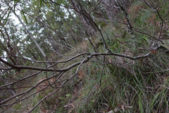 Acacia mucronata longifolia