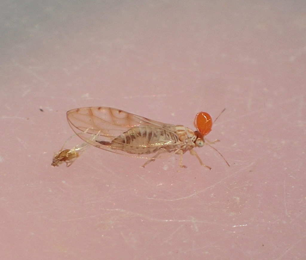 Calinda longistylus