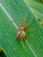 Araneus workmani