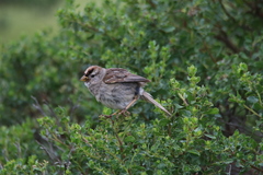 Zonotrichia leucophrys