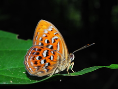 Taxila haquinus