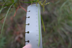 Acacia mucronata longifolia