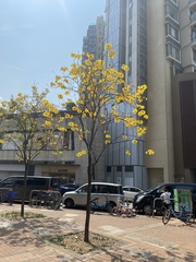 Handroanthus