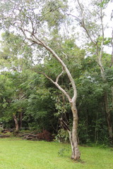 Eucalyptus platyphylla