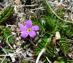 Primula angustifolia