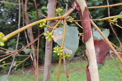 Eucalyptus platyphylla