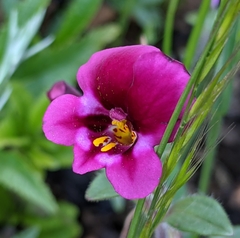 Diplacus kelloggii