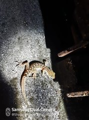 Cyrtodactylus nagalandensis