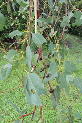Eucalyptus platyphylla