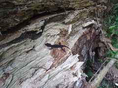 Cyrtodactylus gubernatoris