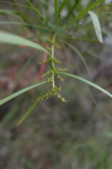 Acacia mucronata longifolia