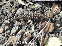 Cyrtodactylus bhupathyi