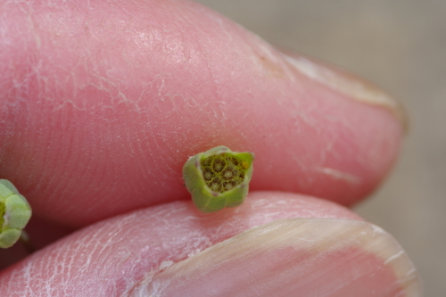 Image of Krigia occidentalis by (c) Michelle W. （鍾偉瑋）, some rights reserved (CC BY)