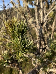 Olearia pinifolia