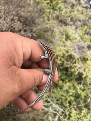 Aspidoscelis labialis