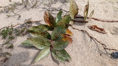 Asclepias × aequicornu