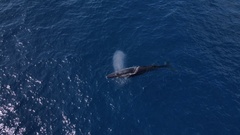 Balaenoptera edeni brydei