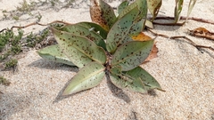 Asclepias × aequicornu