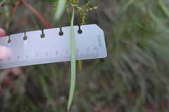 Acacia mucronata longifolia