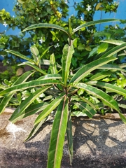 Barleria lupulina