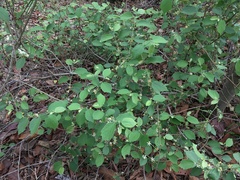 Grewia abutilifolia