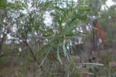 Acacia mucronata longifolia